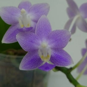 Phalaenopsis Jiaho Blueberry ‘YL02’