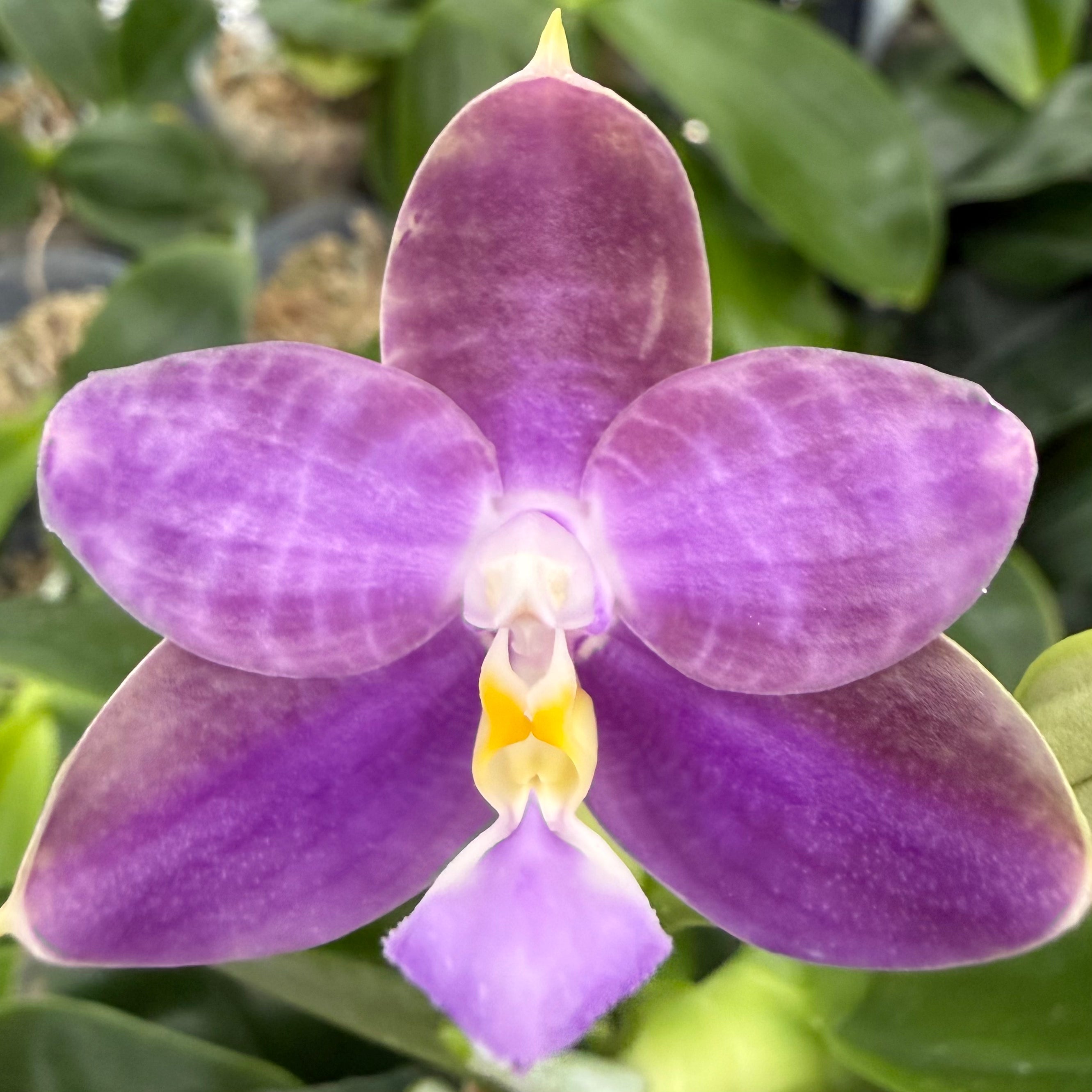 Phalaenopsis MS Blue Sapphire