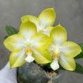 Phalaenopsis Patti Lee 'YL98’
