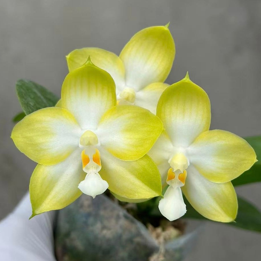 Phalaenopsis Patti Lee 'YL98’