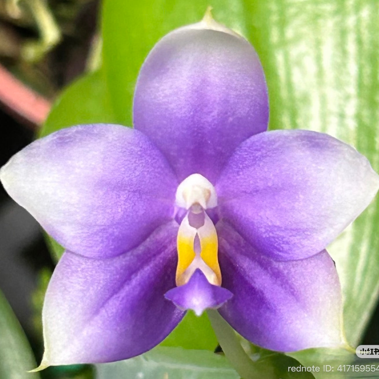 Phalaenopsis (Penang Jewel X (Yaphon Super Jaguar x Samera))"極品" X Phal. (Jennifer Palermo X Chien Lung Red King) "BK#2"