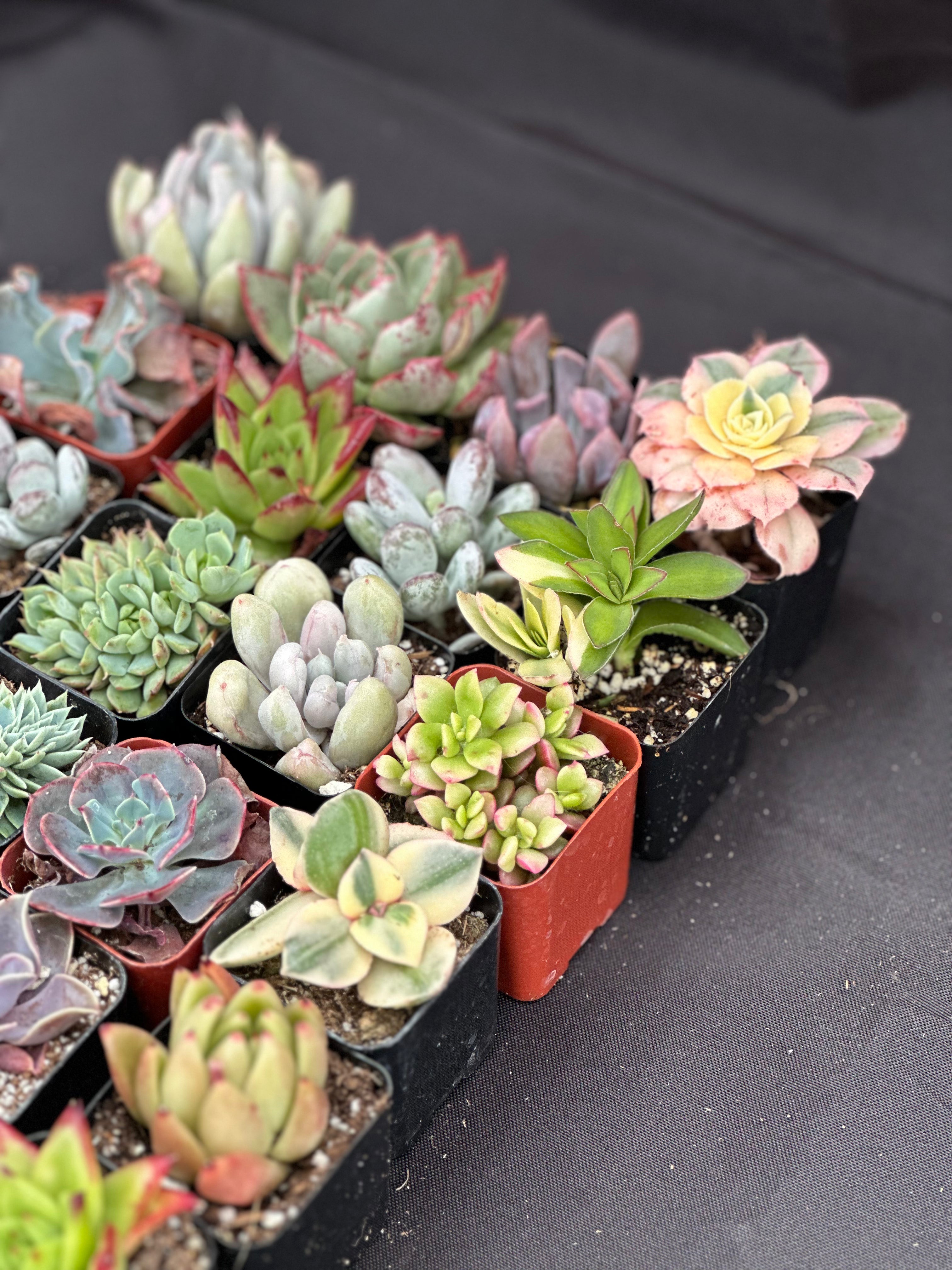 Half Flat Special - 32 succulents in 2” pots