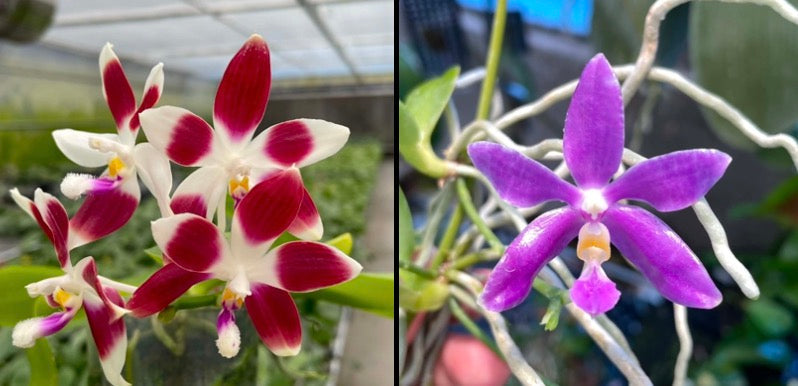 Phalaenopsis (speciosa x pulchra)
