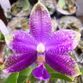 Phalaenopsis (Mainshow Sapphire x KS Blue Ludde)
