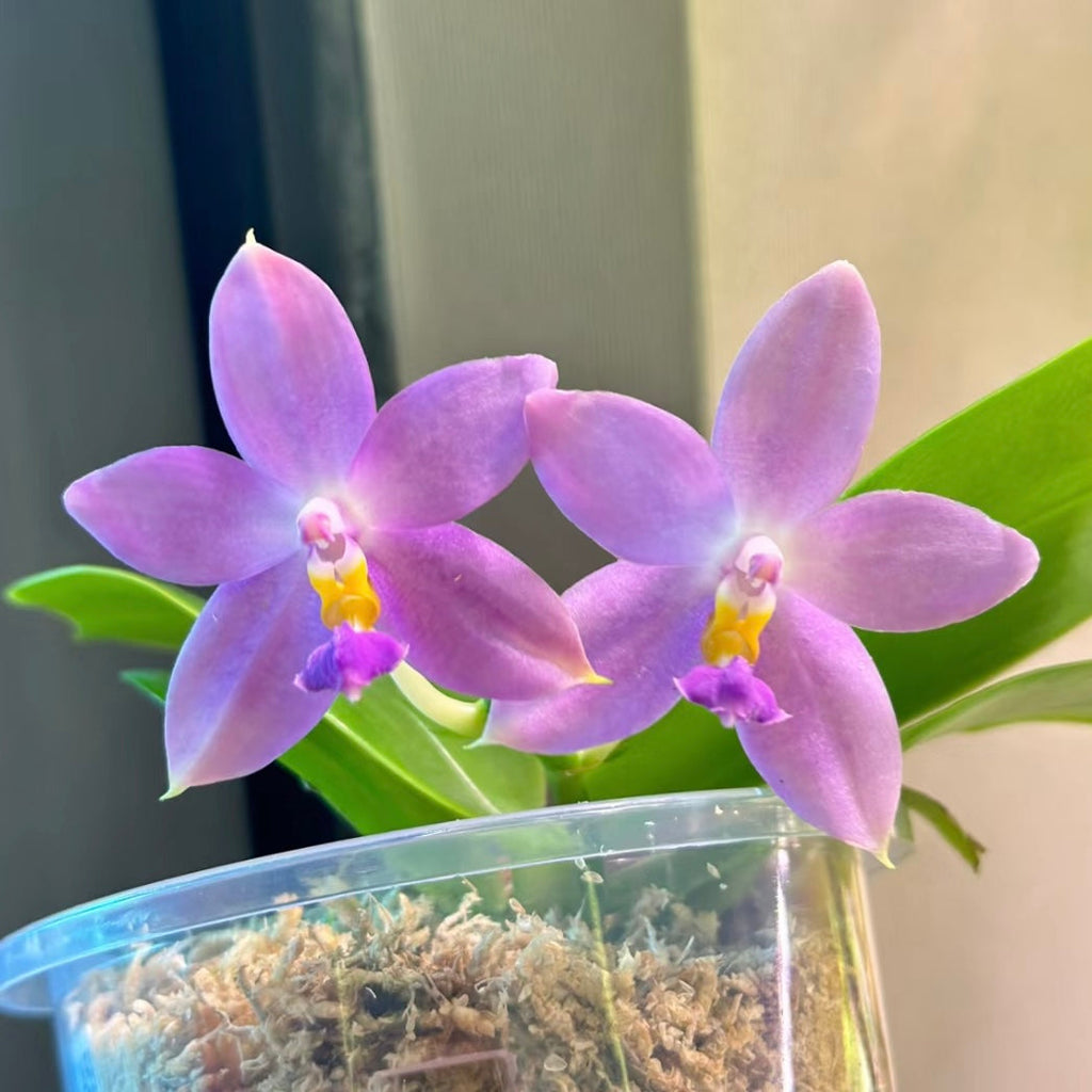 Phalaenopsis (Lucien Samera x Vinh Long Red Sun)