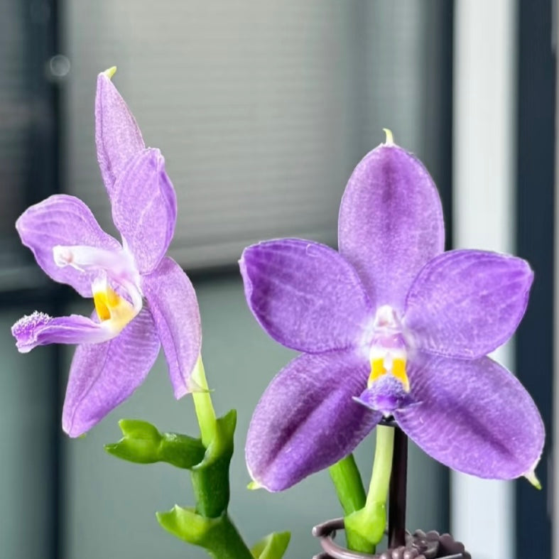 Phalaenopsis (Lucien Samera x Vinh Long Red Sun)