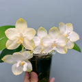 Phalaenopsis Patti Lee 'So Fragrant, No Friend'
