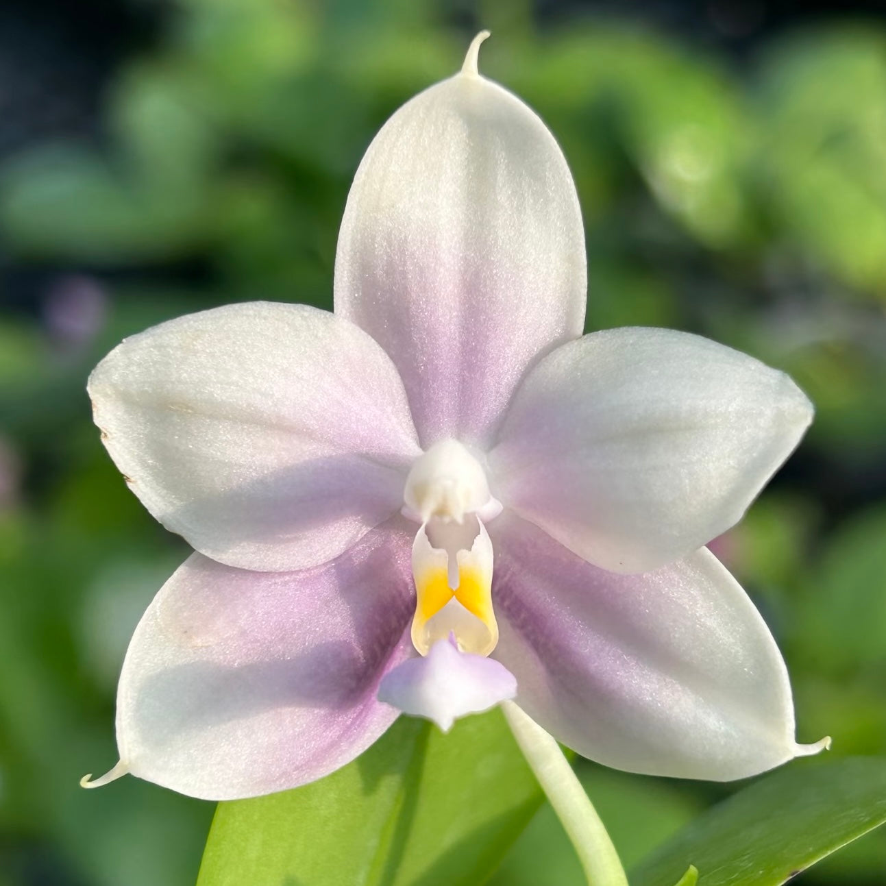 Phalaenopsis (Penang Jewel X (Yaphon Super Jaguar x Samera))"極品" X Phal. (Jennifer Palermo X Chien Lung Red King) "BK#2"