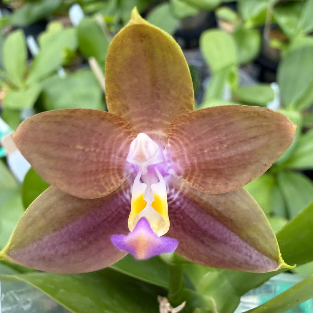 Phalaenopsis Freya’s Blue Dragon