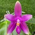 Phalaenopsis (bellina ‘Crystelle’ FCC/AOS x Germaine Vincent ‘ Blue Ridge Sunrise’ HCC/AOS)