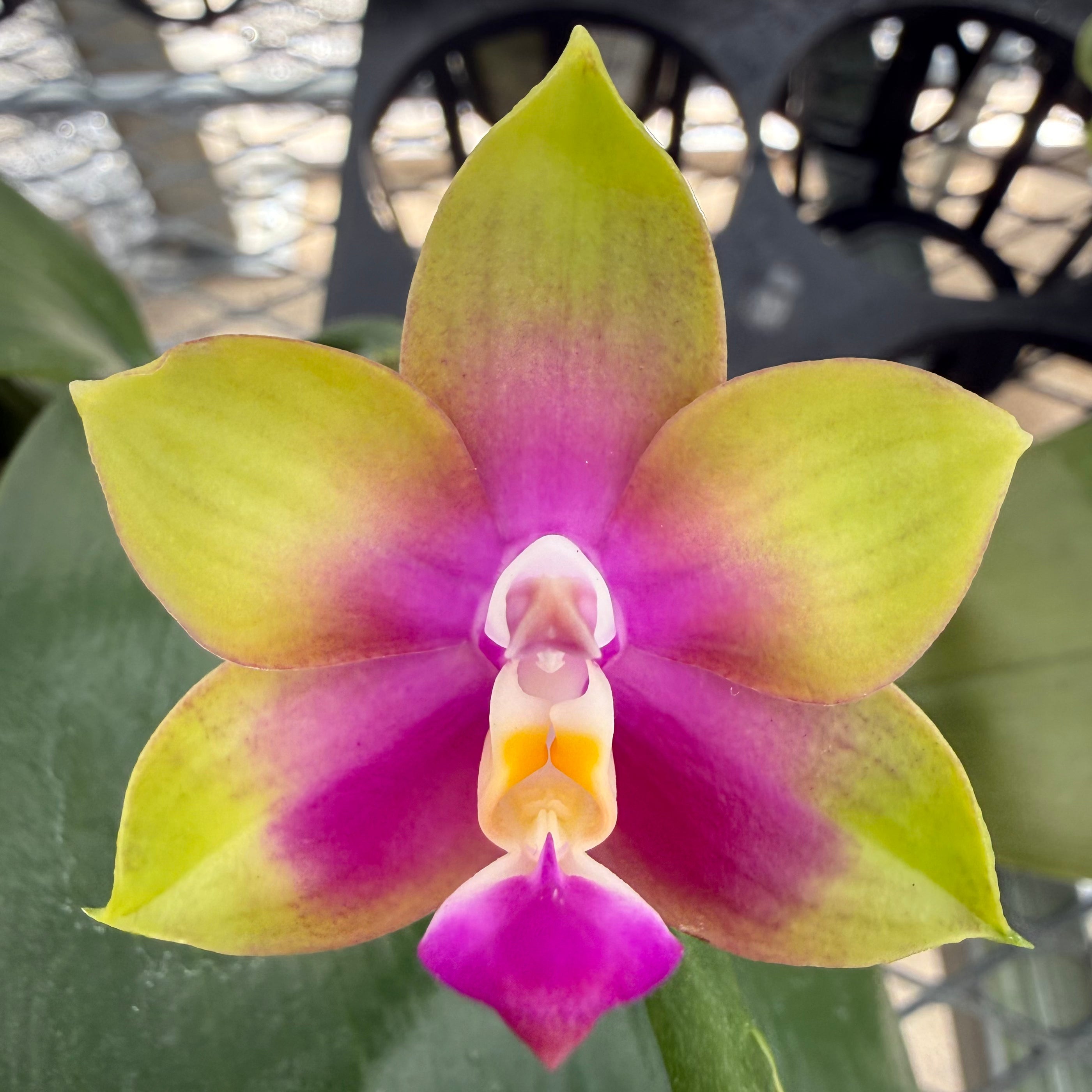 Phalaenopsis (Mituo Golden Tiger x Yungho Gelb Canary)