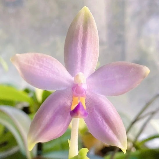 Phalaenopsis (Lucien Samera x Vinh Long Red Sun)