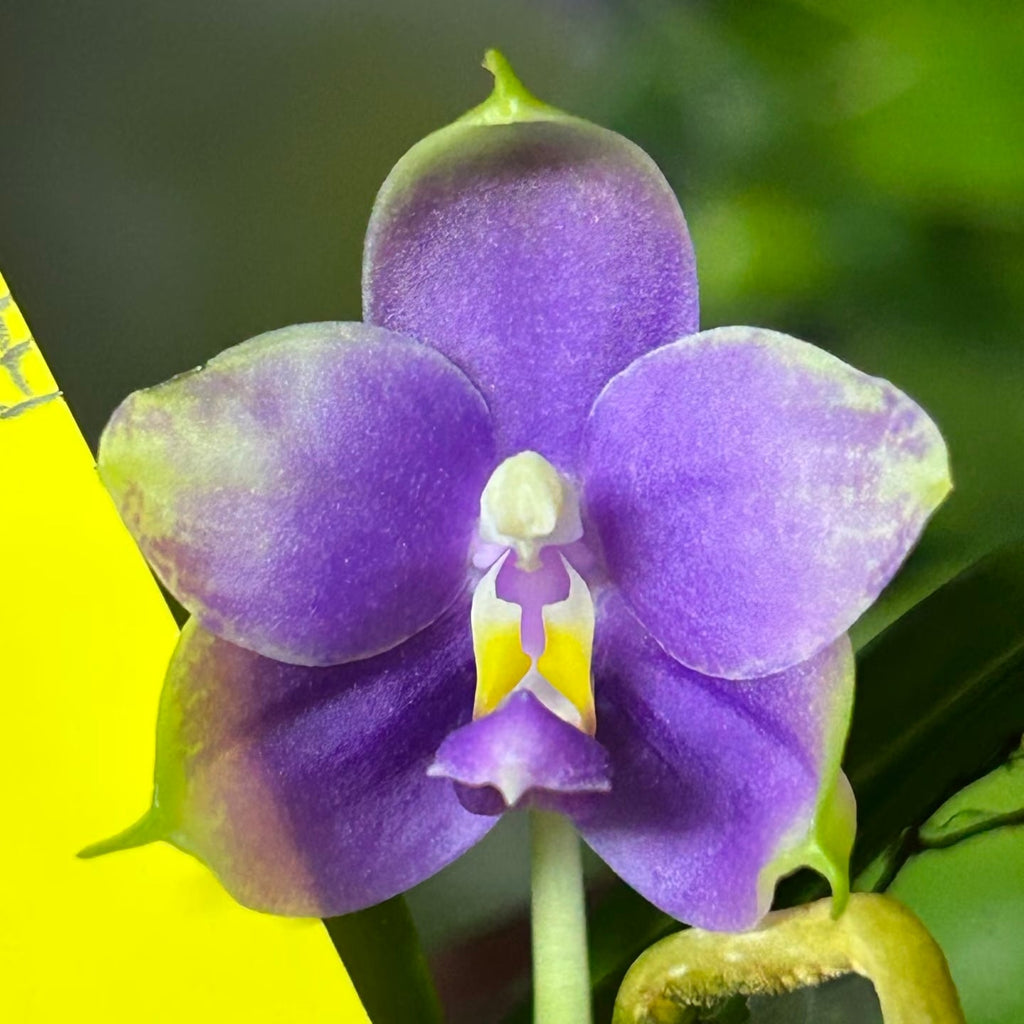 Phalaenopsis (Penang Jewel X (Yaphon Super Jaguar x Samera))"極品" X Phal. (Jennifer Palermo X Chien Lung Red King) "BK#2"