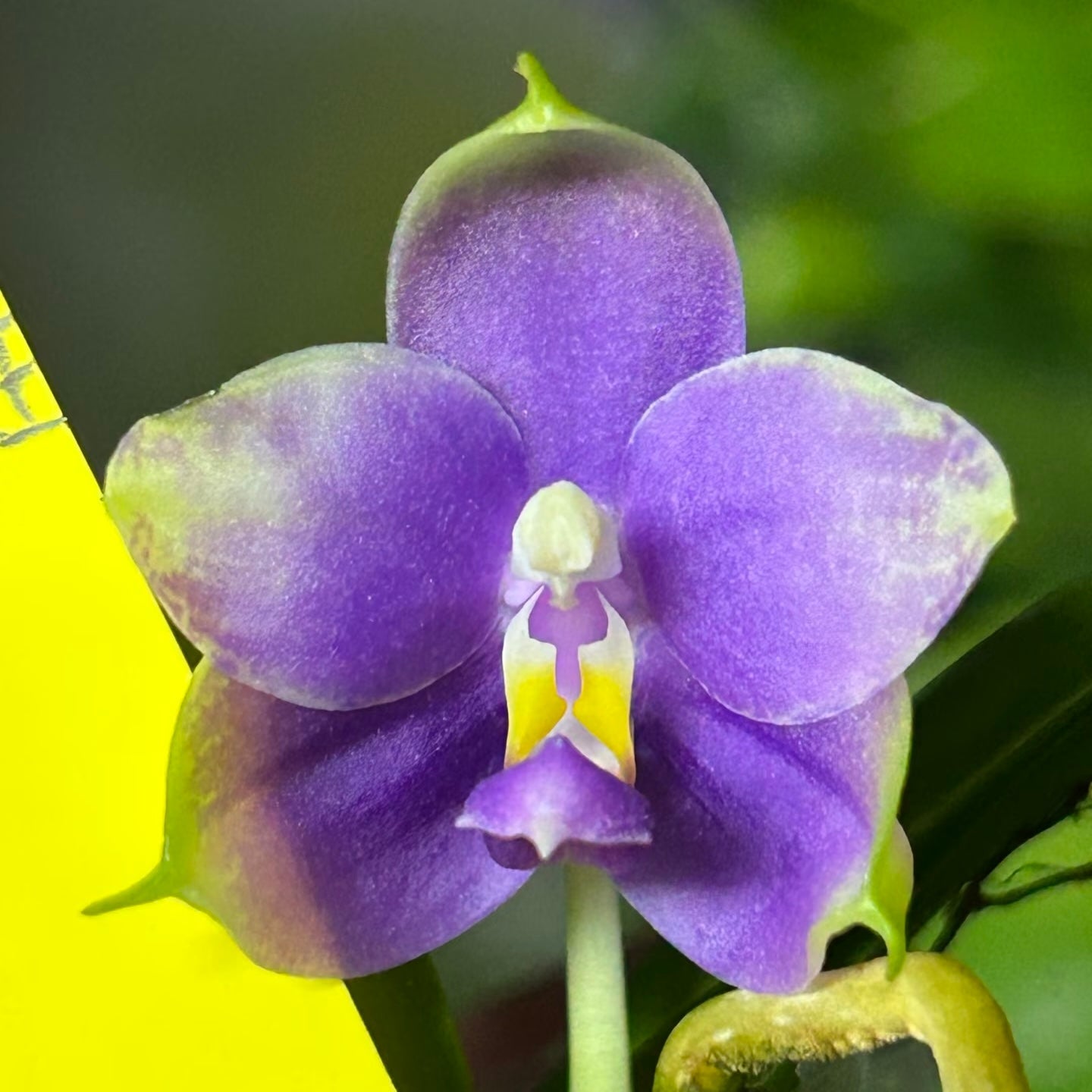 Phalaenopsis (Penang Jewel X (Yaphon Super Jaguar x Samera))"極品" X Phal. (Jennifer Palermo X Chien Lung Red King) "BK#2"