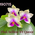 Phalaenopsis bellina ‘BT Queen’