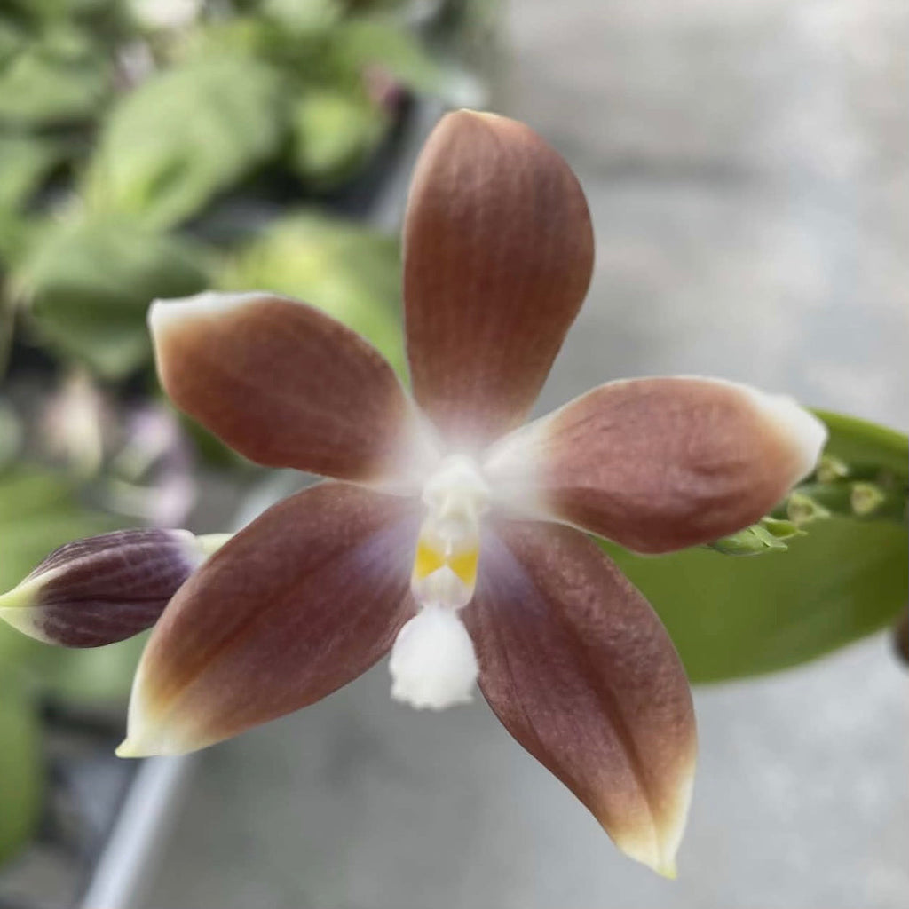 Phalaenopsis speciosa f. brunneola