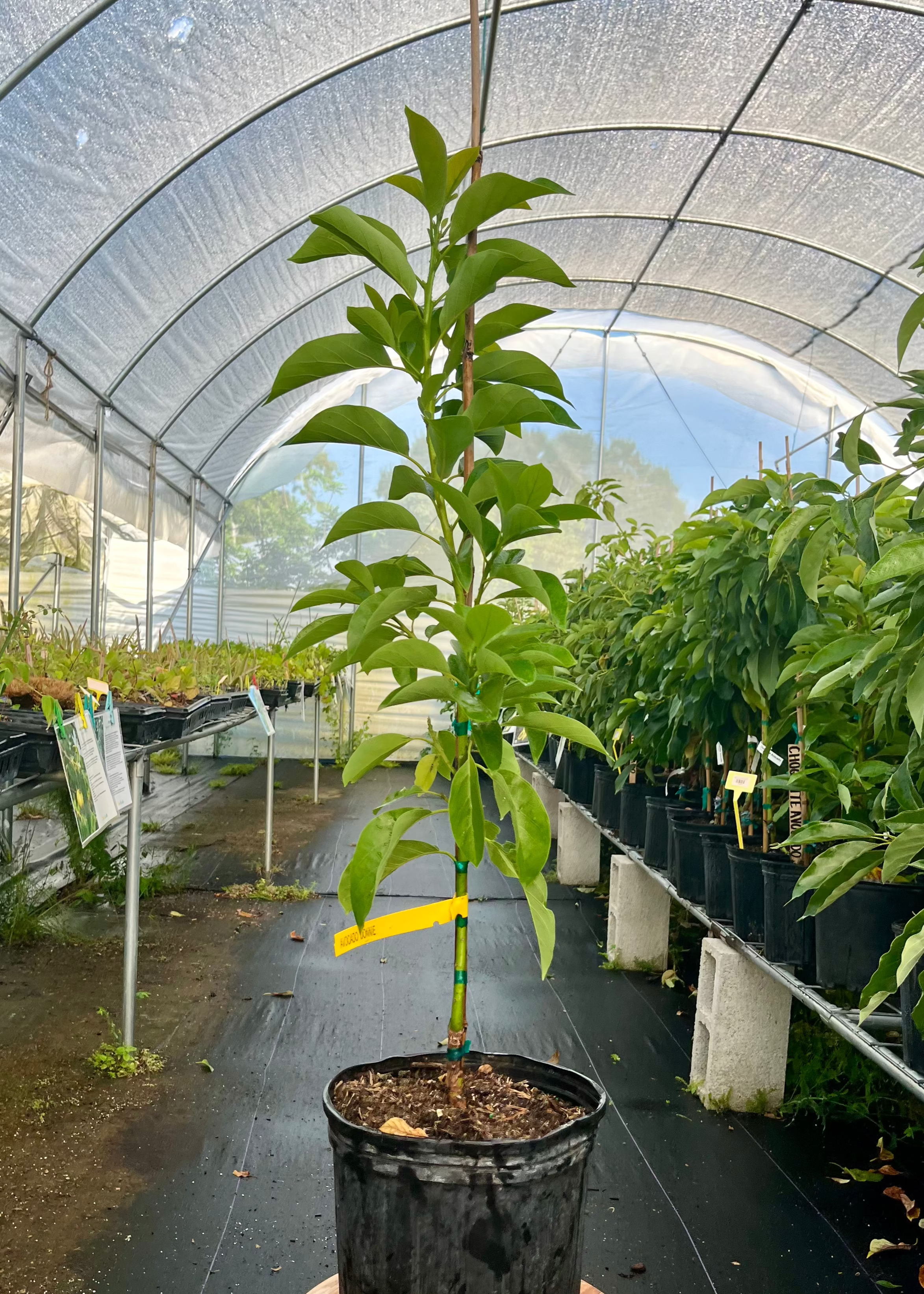 Avocado 'Donnie' (Persia americana)