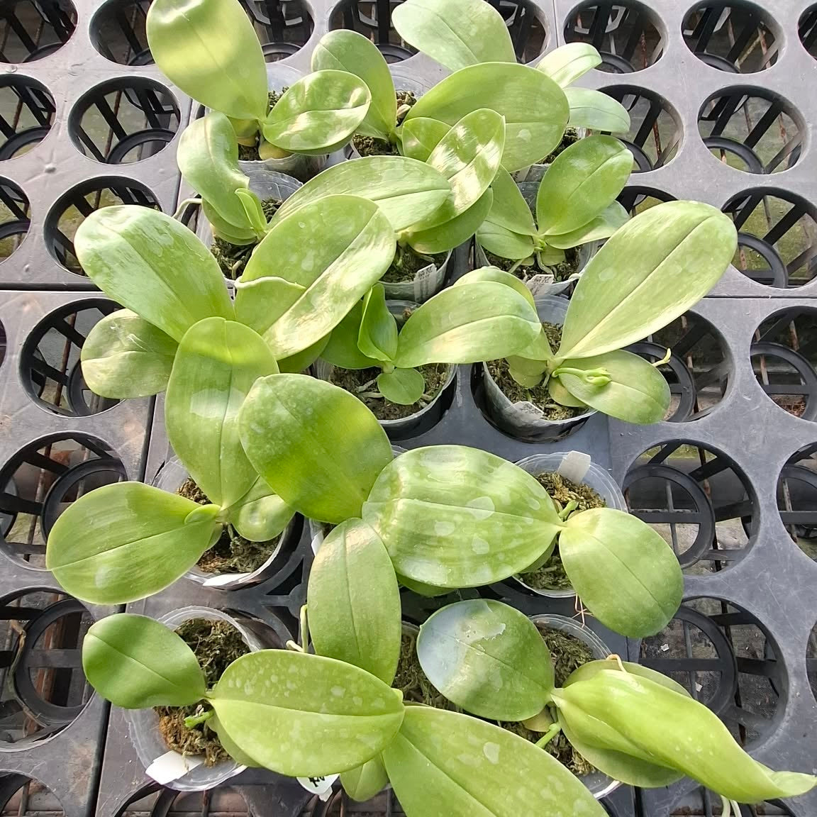Phalaenopsis (LL Blue Family x Freya’s Blueberry Jam)