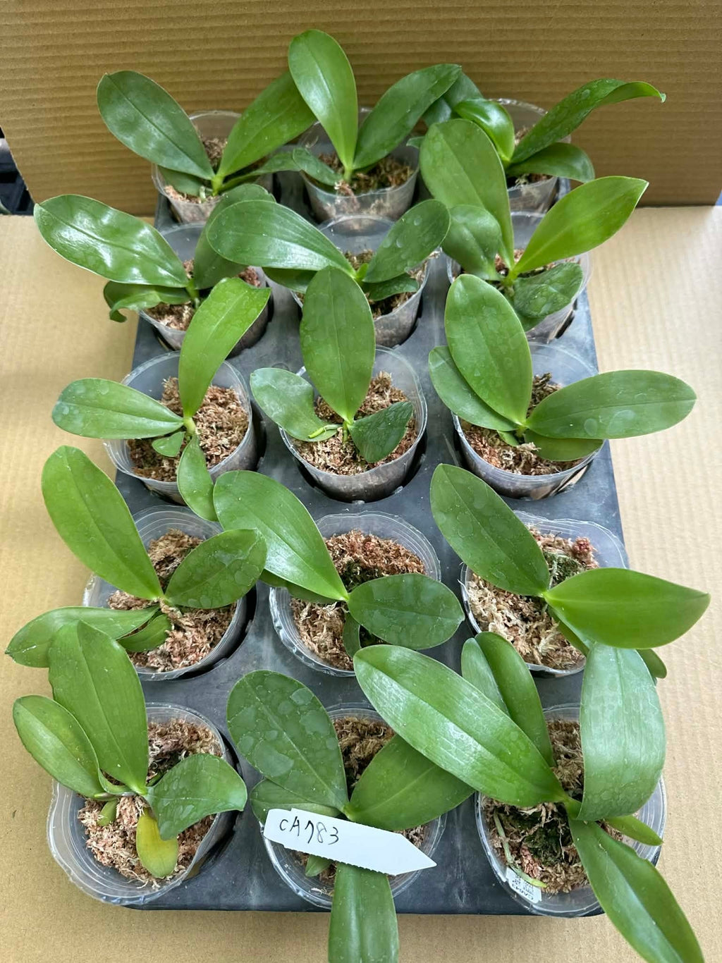 Phalaenopsis (Peter Blue Diamond x Lee Wai Queen)