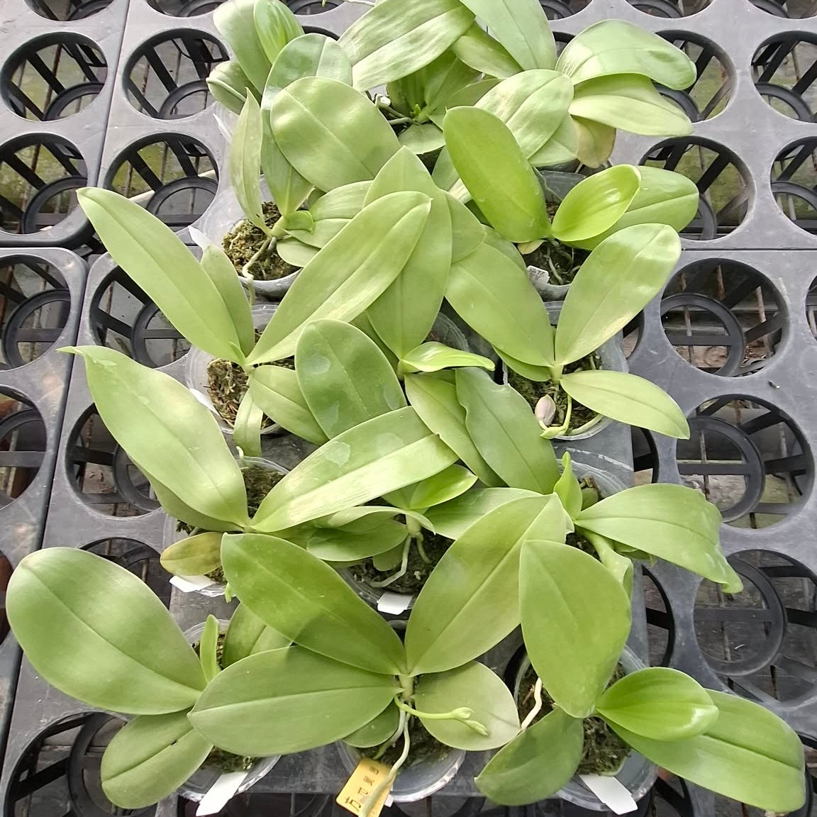 Phalaenopsis (Freya’s Blue Hope x Freya’s Deep Blue)