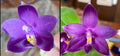 Phalaenopsis Mainshow Sapphire Tide