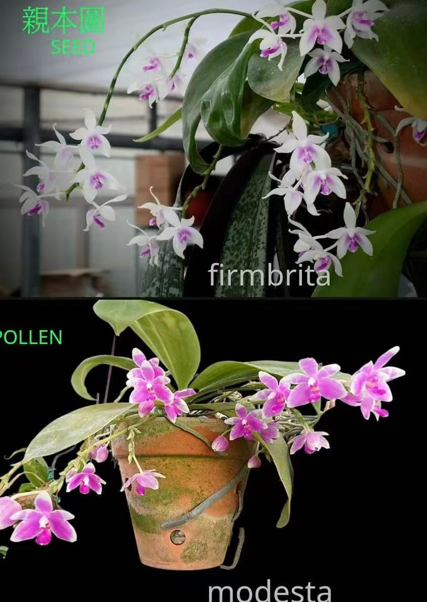 Phalaenopsis Fimode