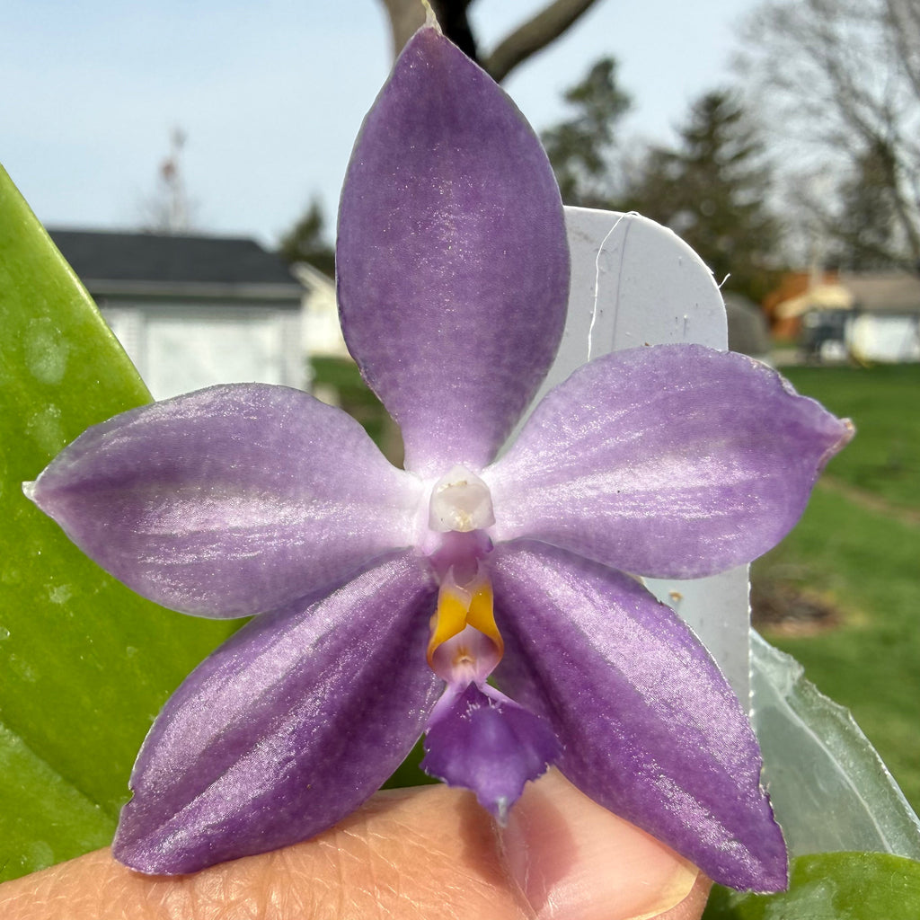 Phalaenopsis Freya’s Blue Danube