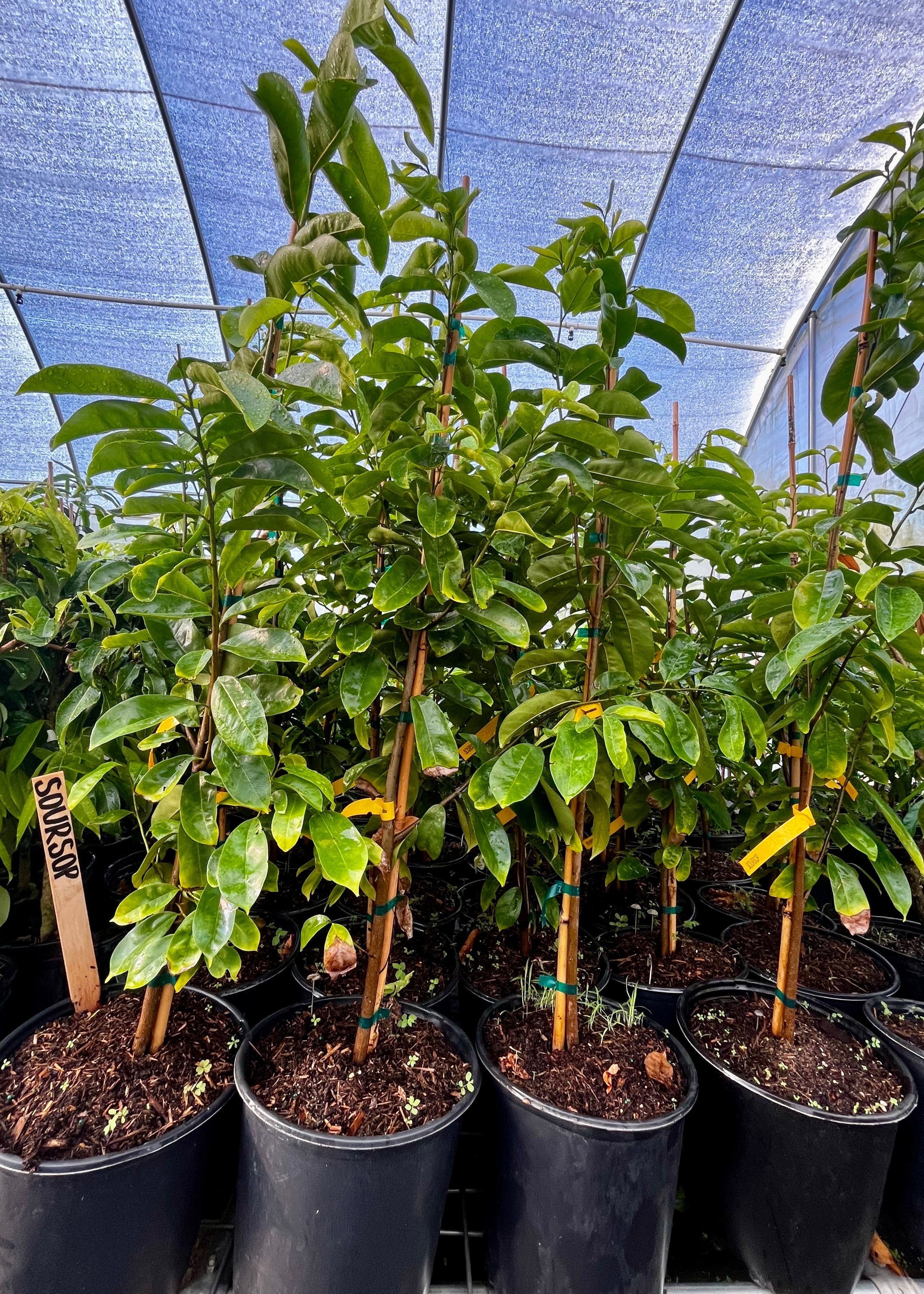 Soursop (Annona muricata)