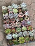 Rosette Variety Tray of 40