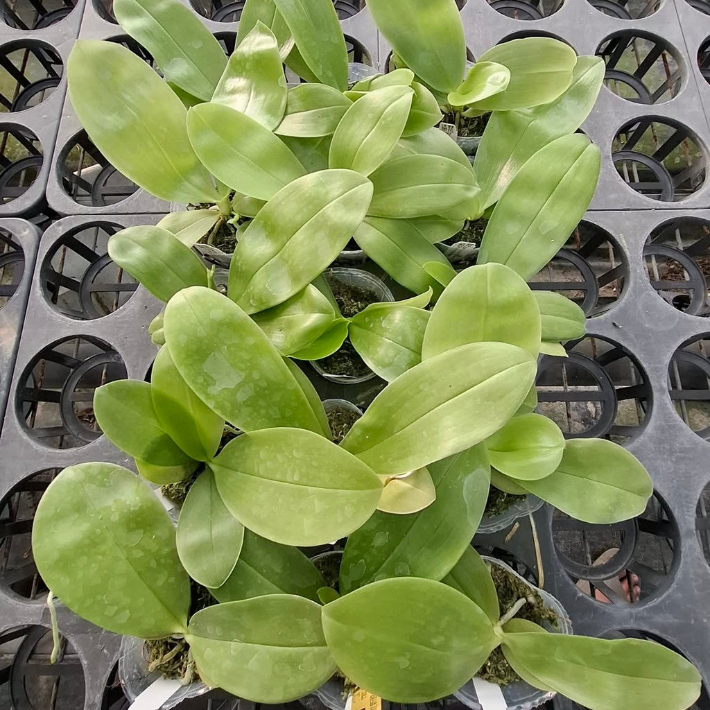 Phalaenopsis (Freya’s Blue Origin x Yang Yang Blue Dragonfly)