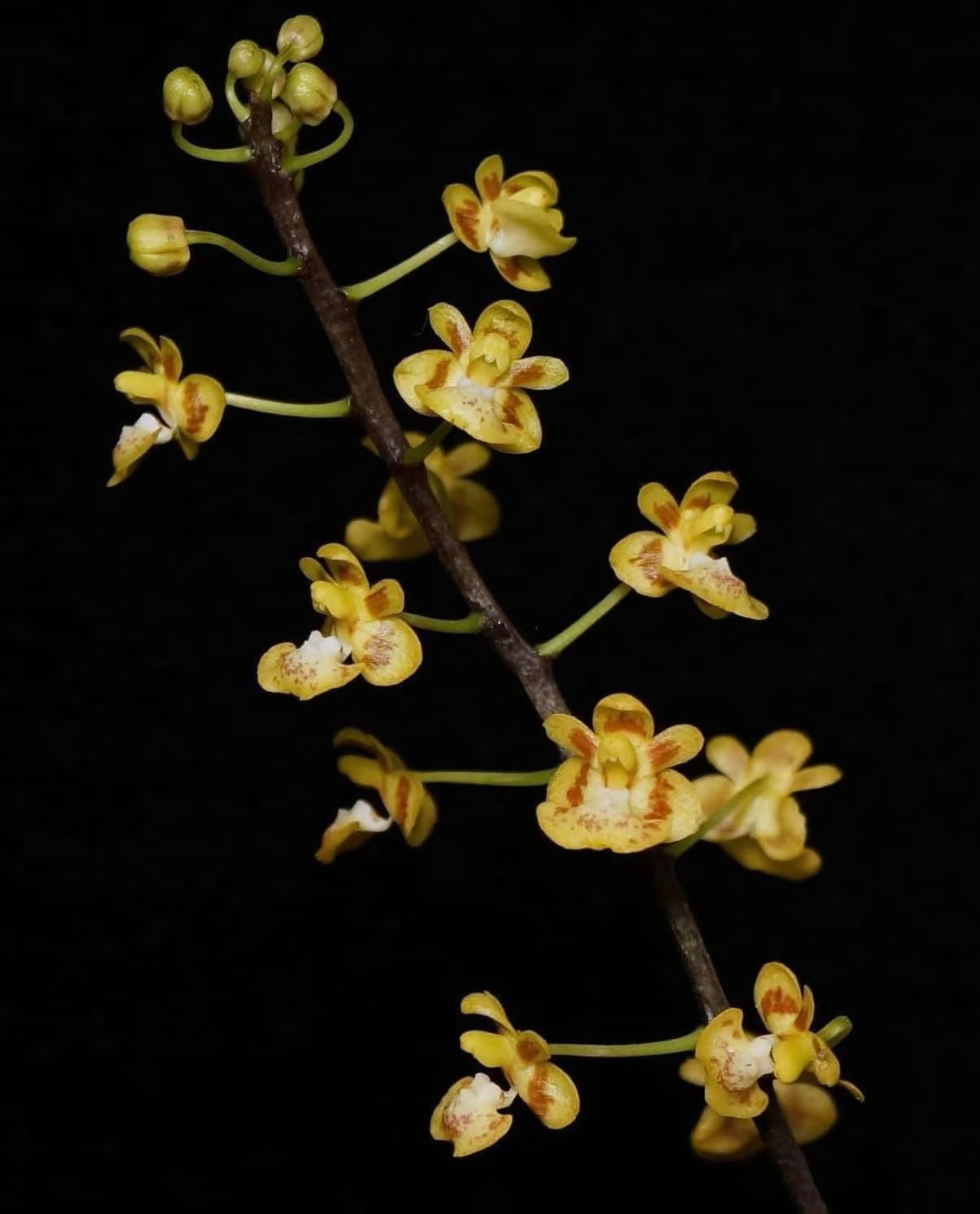 Phalaenopsis chibae x sib