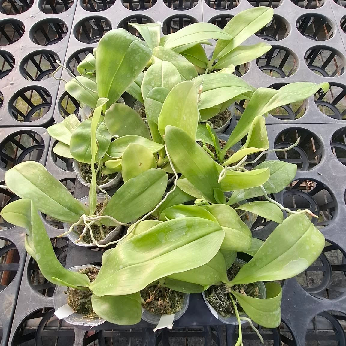 Phalaenopsis (Lioulin Blue Parrot x Freya’s Blue Origin)