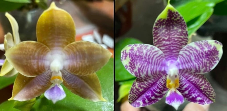 Phalaenopsis MS Mermaid Princess