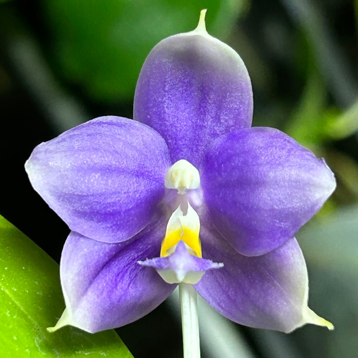 Phalaenopsis (Penang Jewel X (Yaphon Super Jaguar x Samera))"極品" X Phal. (Jennifer Palermo X Chien Lung Red King) "BK#2"
