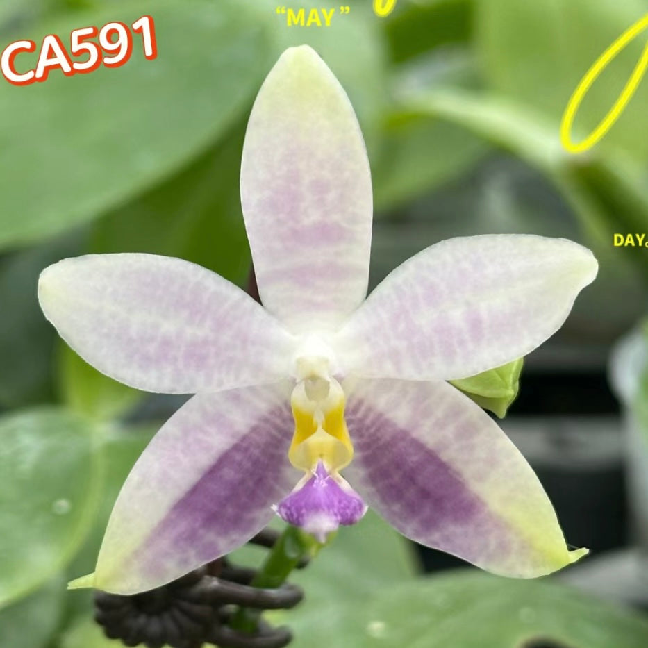 Phalaenopsis (Lucien Samera x Vinh Long Red Sun)