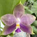 Phalaenopsis Freya’s Blue Velvet