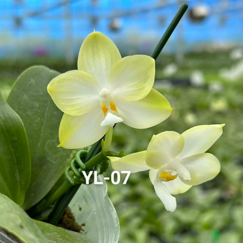 Phalaenopsis Patti Lee 'White MoonLight'