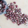 Good Mother Stallard Bean (Pole)