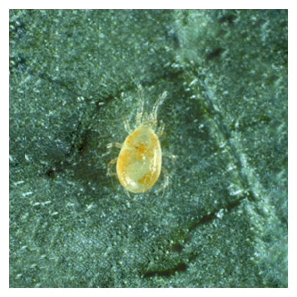 Amblyseius (Neosiulus) californicus - Control Mites