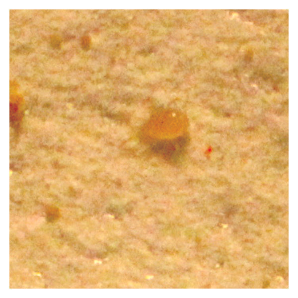 Amblyseius andersoni - for Spider Mite, Broad Mite, Russet Mite