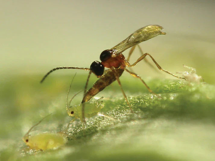 Aphidius colemani/ervi/matricariae/Aphelinus -  Control Aphids