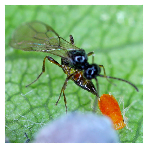 GrowersHouse Aphidius colemani - Control - Aphid