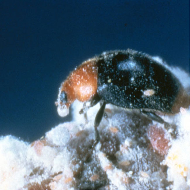 GrowersHouse Cryptolaemus montrouzieri - Control - Mealybug