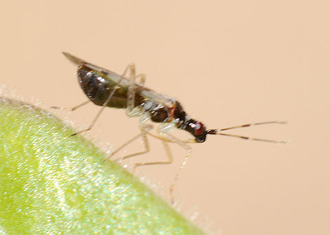 GrowersHouse Dicyphus hesperus - Control - Whitefly
