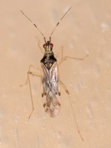 GrowersHouse Dicyphus hesperus - Control - Whitefly