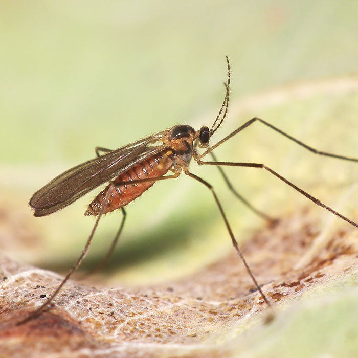 Feltiella acarisuga (Therodiplosis persicae)