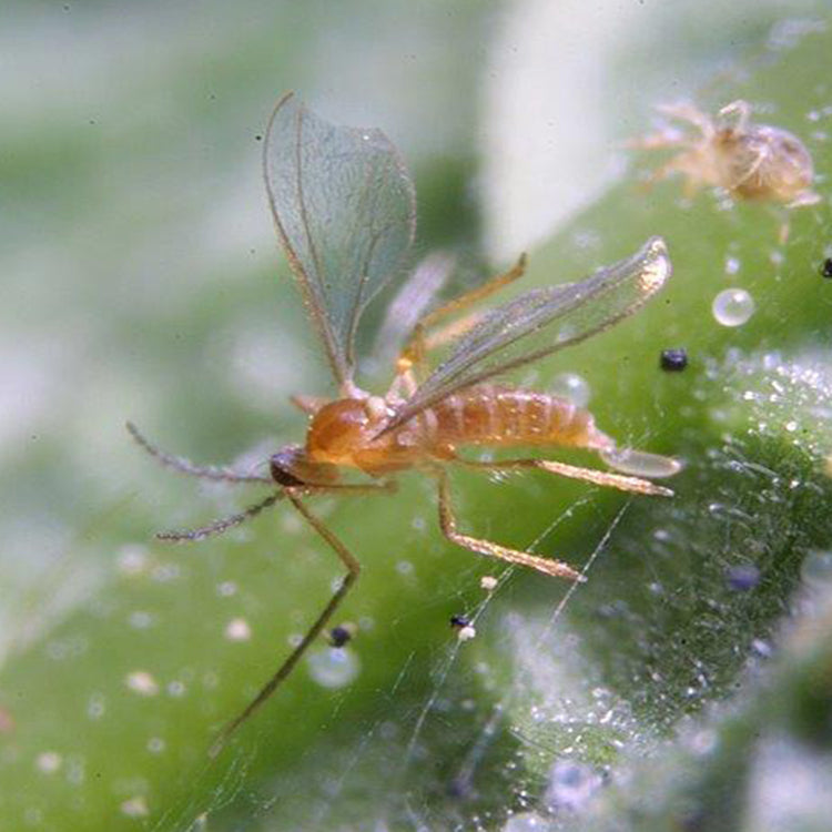 Feltiella acarisuga (Therodiplosis persicae)