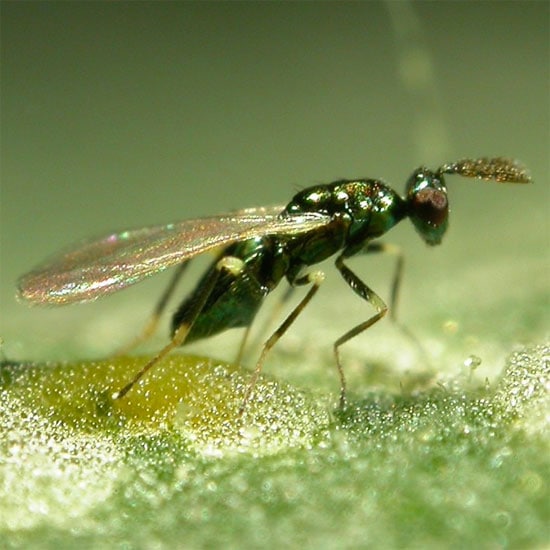 GrowersHouse Diglyphus isaea - Control - Leafminer