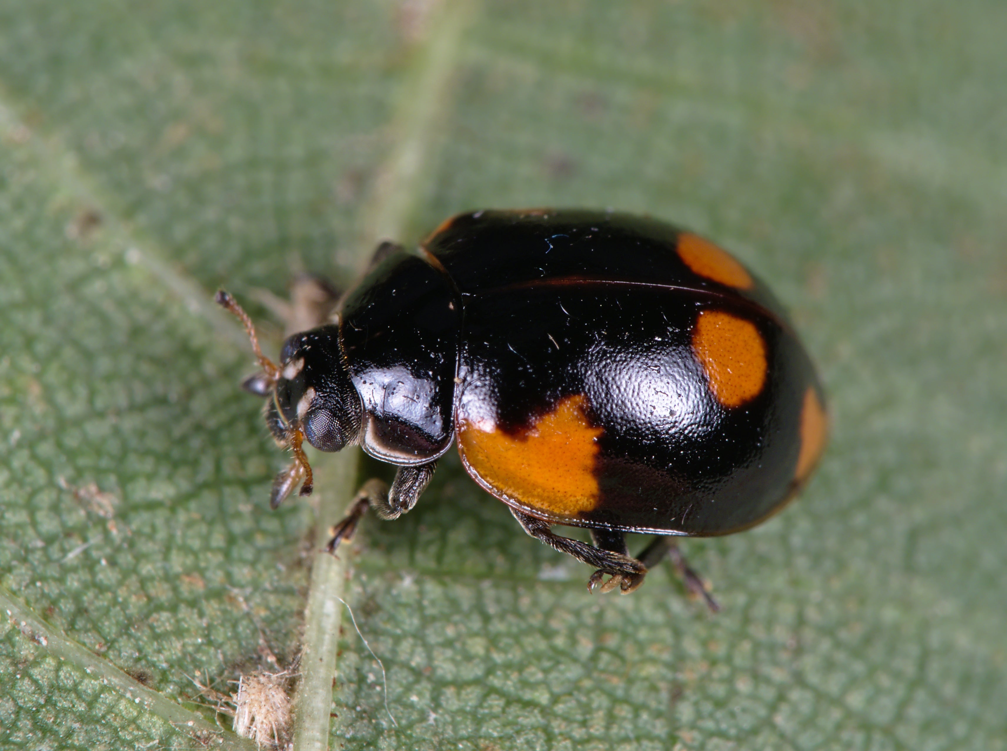 GrowersHouse Adalia bipunctata - Control Aphids