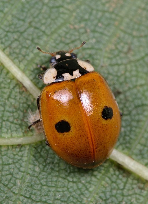 GrowersHouse Adalia bipunctata - Control Aphids